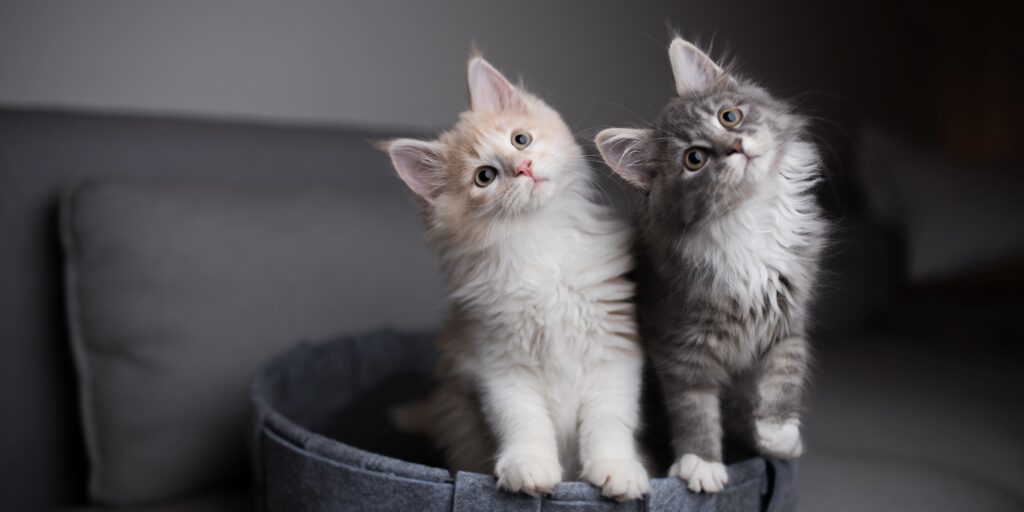 Purr-fect Storm: Collier County Animal Services Issues Urgent Call for Kitten Foster Homes