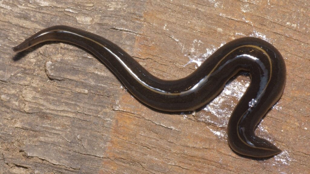 Slimy Invader Alert: New Guinea Flatworm in Collier County