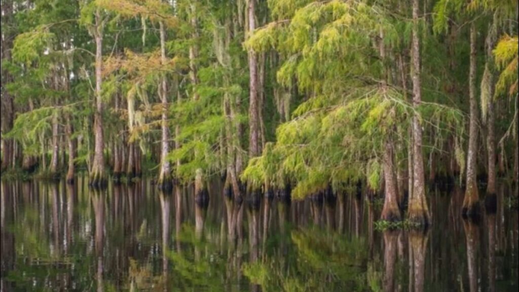 🌿 Florida Preserves Over 20,000 Acres of Wild Land in Collier and Hendry Counties