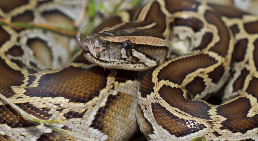 Florida’s Everglades Overrun: The Rise of the Burmese Python