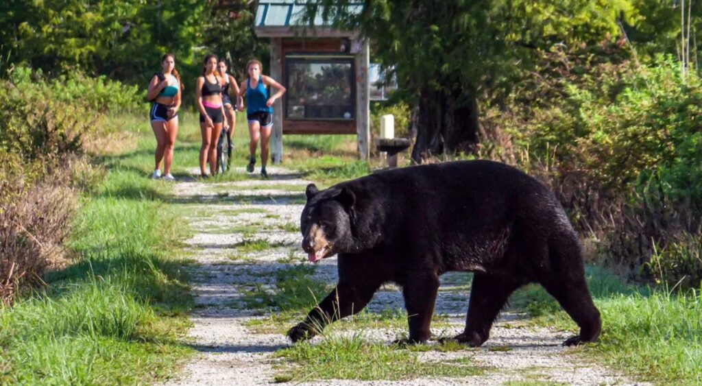 Florida’s Most Civilized Rebellion: The Great Bear Permit Buyout