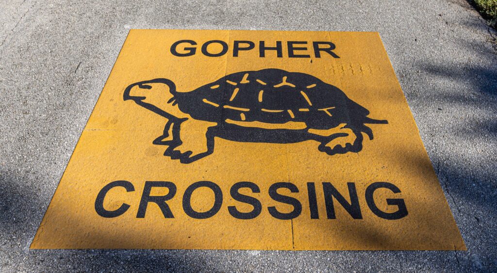 Marco Island Rallies to Protect the Gopher Tortoise: A Keystone Species Under Threat