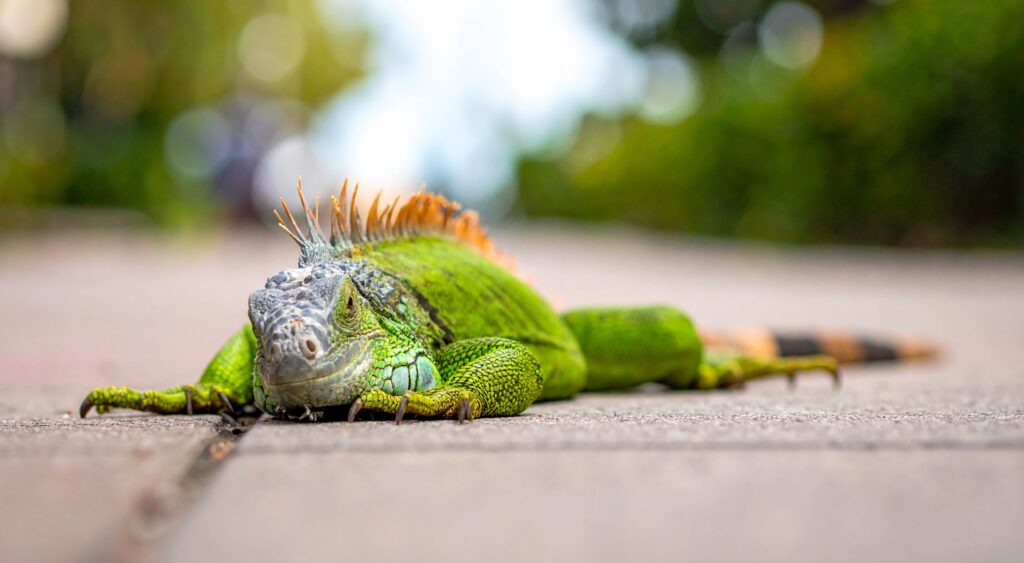 BREAKING: Florida Faces Its Annual Iguana Apocalypse — Again