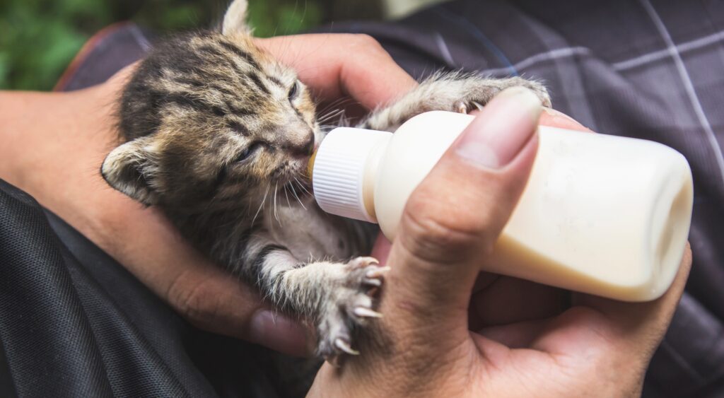 DAS Hosts Kitten College Educational Event