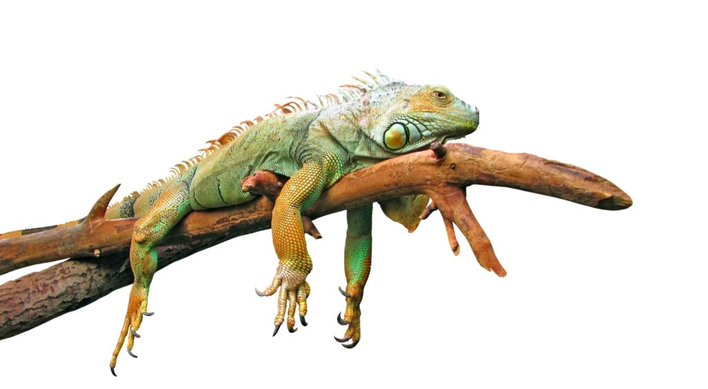 Killer Iguanas Invade Marco Island (Until John Johnson Showed Up