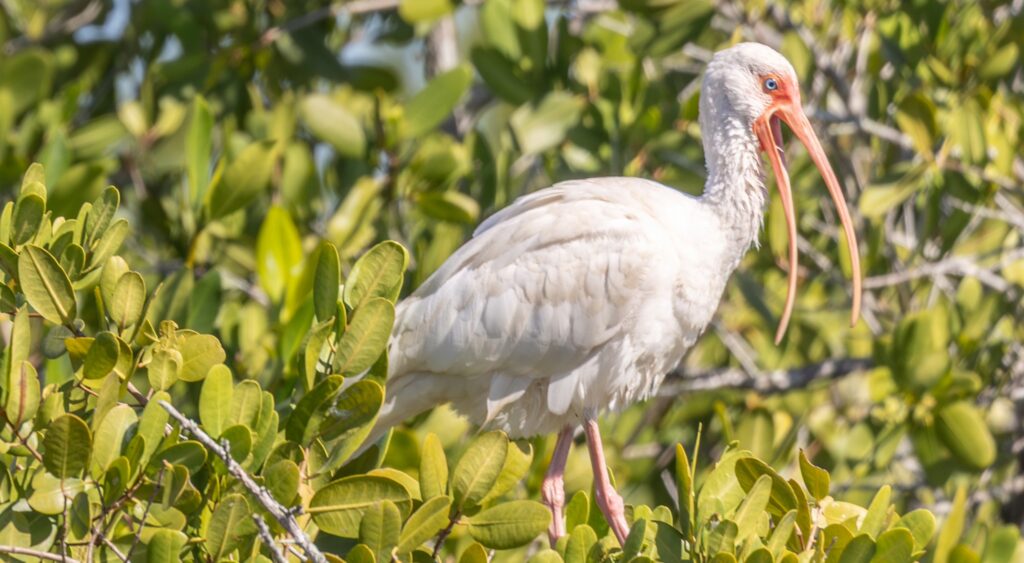 Briggs Boardwalk: A Peaceful Slice of Wild Florida