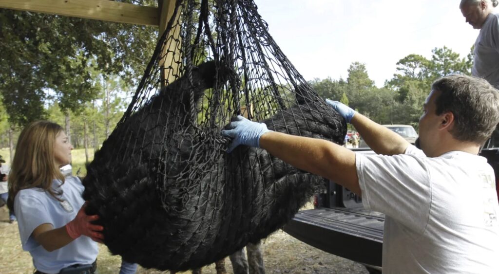 Florida Bear Hunt Hits Midpoint, State Says “Trust Us, It’s Fine”