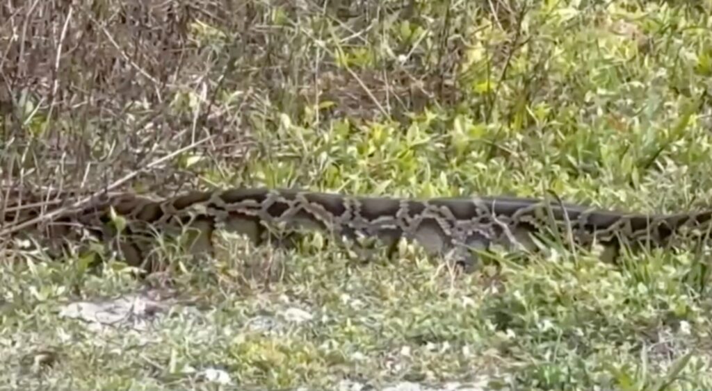 School Pickup Turns Into Python Sighting on Marco Island