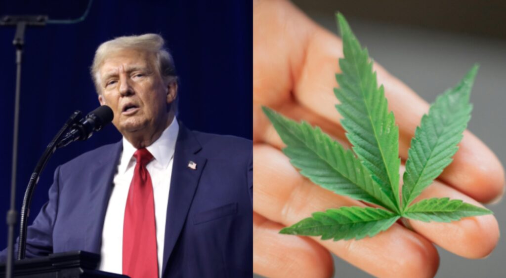 Trump Expected to Order Marijuana Reclassification; What It Could Mean for Florida