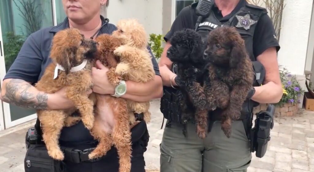 50 Dogs Rescued From ‘Filthy Conditions’ in Illegal Golden Gate Estates Breeding Operation