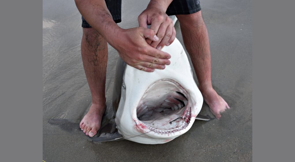 There’s a familiar Florida fault line running just off the shores of Marco Island — not in the sand or the sea, but in public opinion