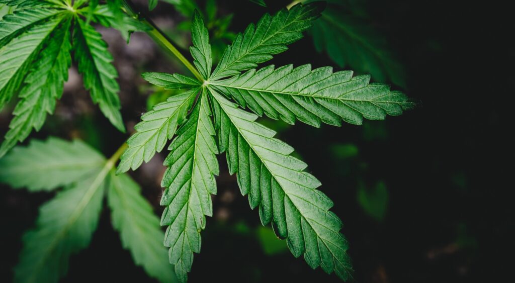 Wall Street Discovers Weed Is... Chill? Markets High on Regulation, Traders Higher on Irony — and Marco Island Quietly Smirks