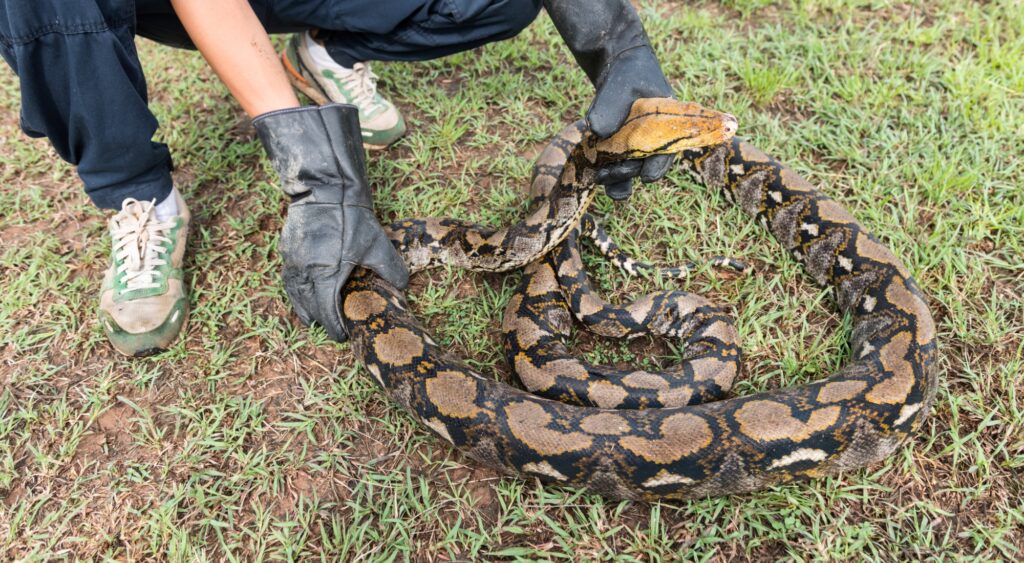 So, who’s up for a little snake hunting?