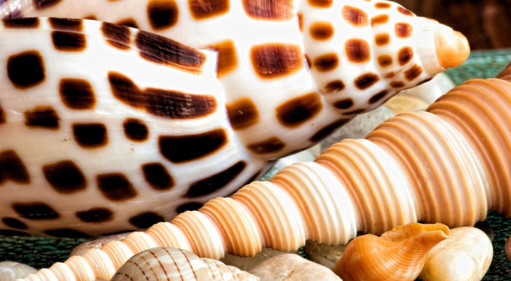 BEST SHELLING TOURS ON MARCO ISLAND