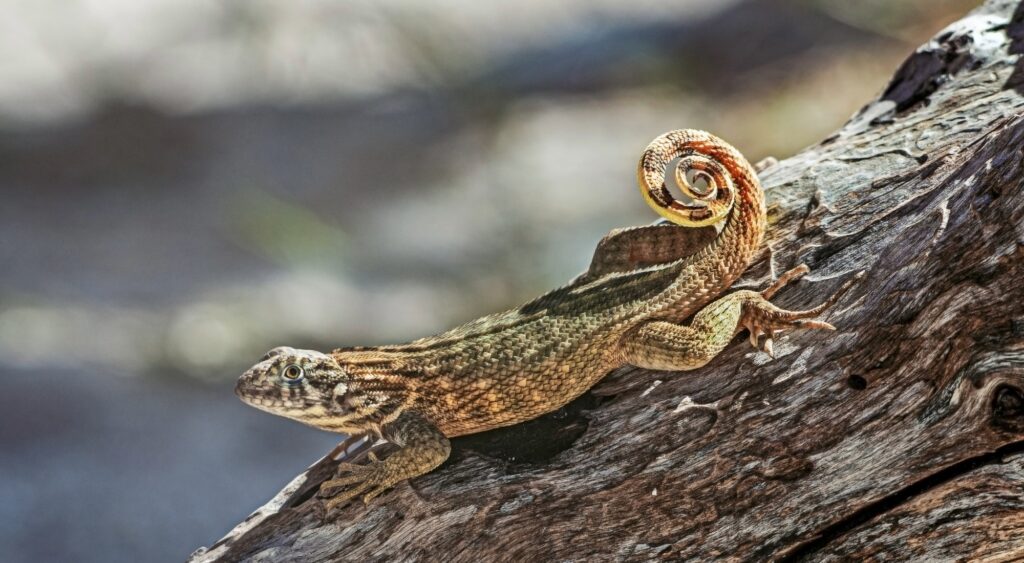 Bahamas Lizard Thrives in Southwest Florida