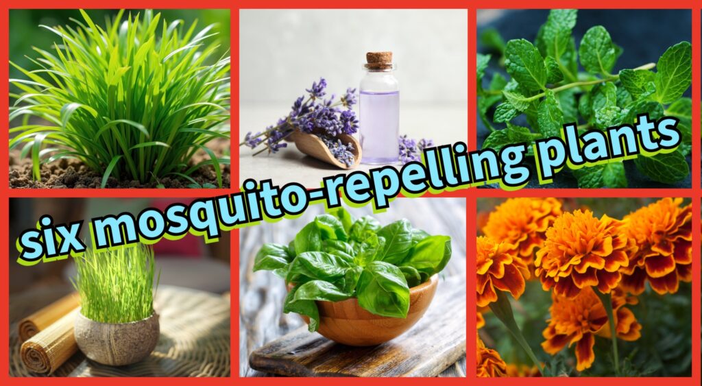 Can Plants Help Keep Mosquitoes Away? These 6 Garden Favorites May Make Your Patio More Comfortable