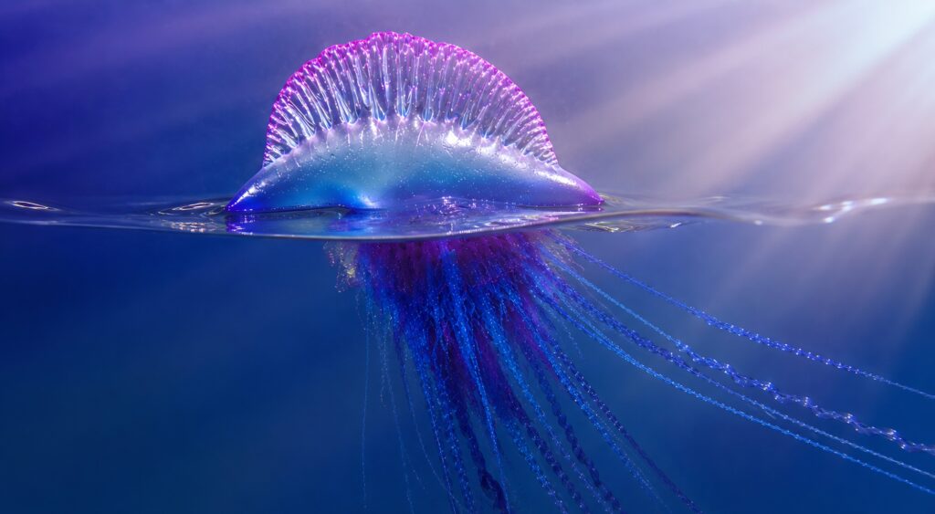 Gulf of Mexico Jellyfish & Portuguese Man o’ War Update (Week of June 7, 2026)