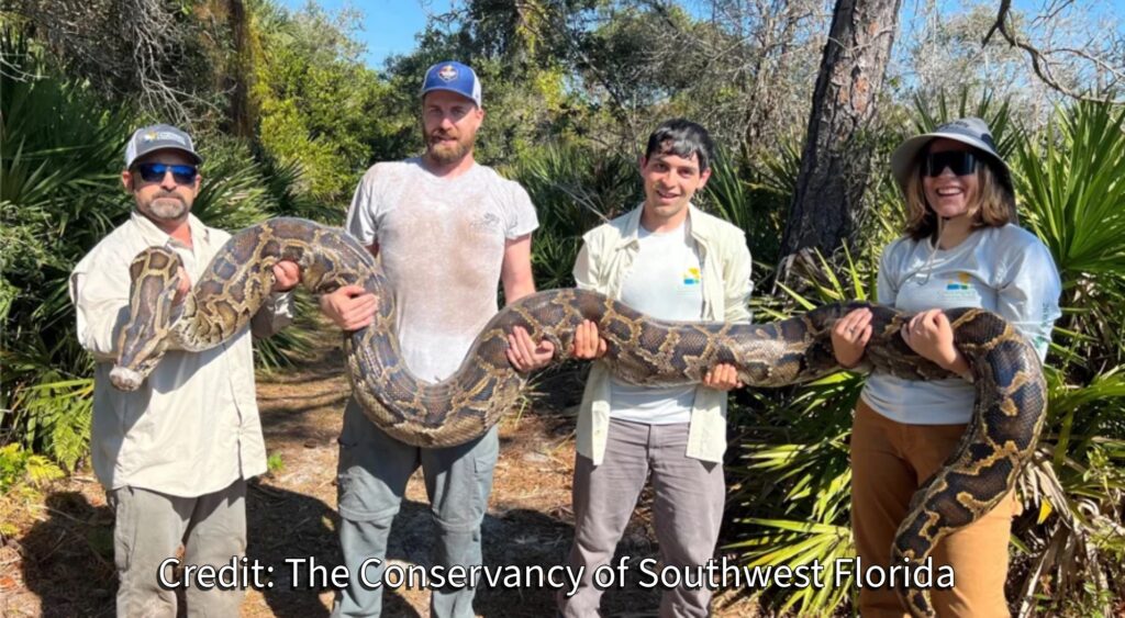 Record-Breaking Python Hunt Removes More Than Four Tons of Invasive Snakes from Southwest Florida