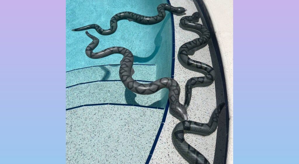 SNAKE SCARE… OR POOL PARTY?