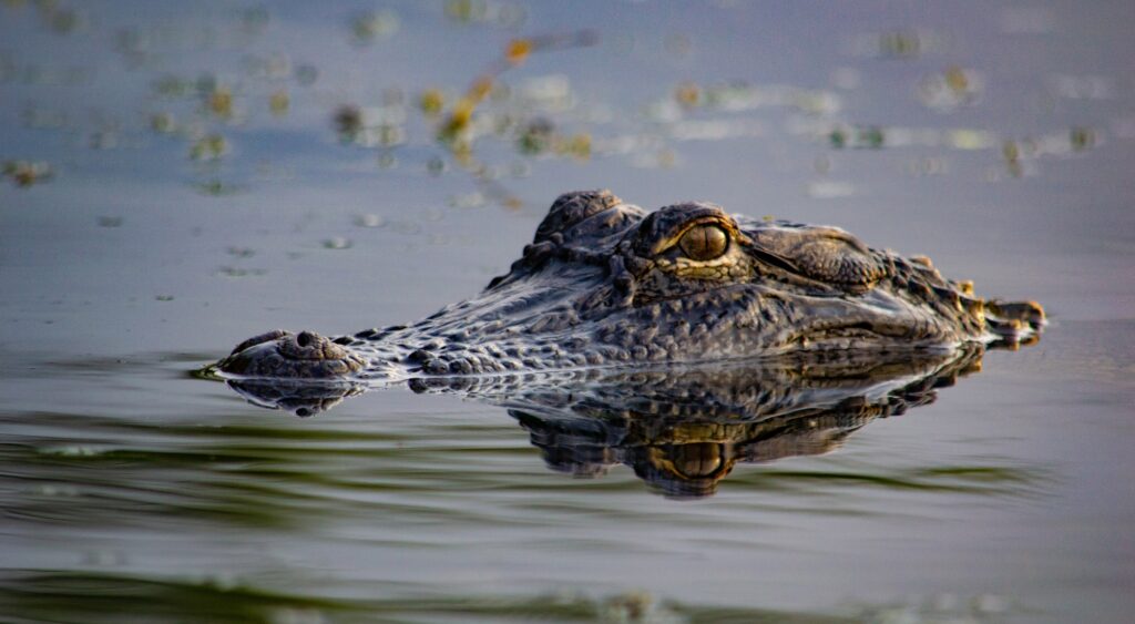Woman Killed, Child Injured in Separate Alligator Attacks Across Central Florida