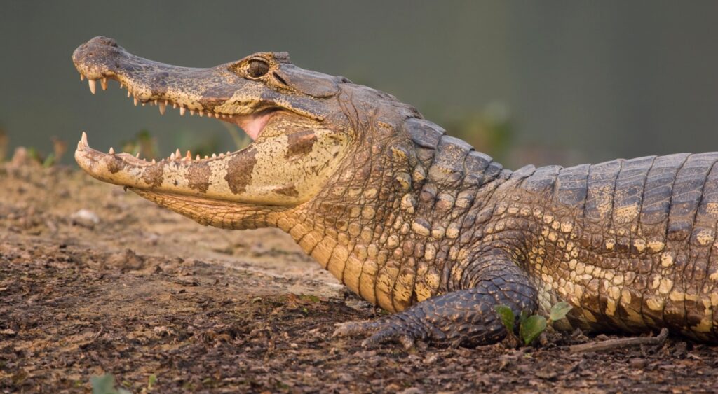 Silent invader in the swamp: spectacled caiman spreads across South Florida wetlands