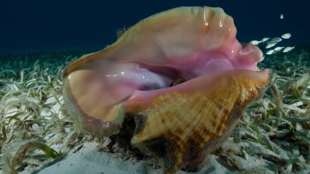“A Race Against Time”: Lawsuit Claims Florida’s Queen Conch Is Being Left Without Protection