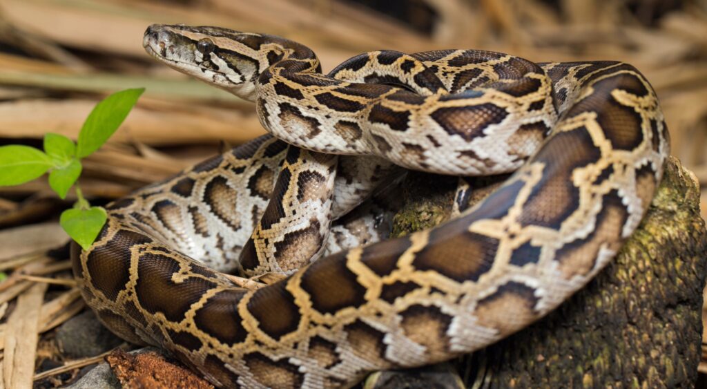 Florida Python Challenge Returns July 10 with $25,000 in Cash Prizes