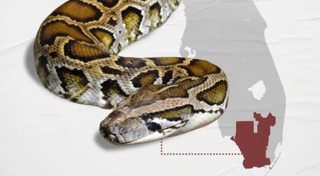 Catch a Python, Win $10,000: Florida's Wildest Competition Returns