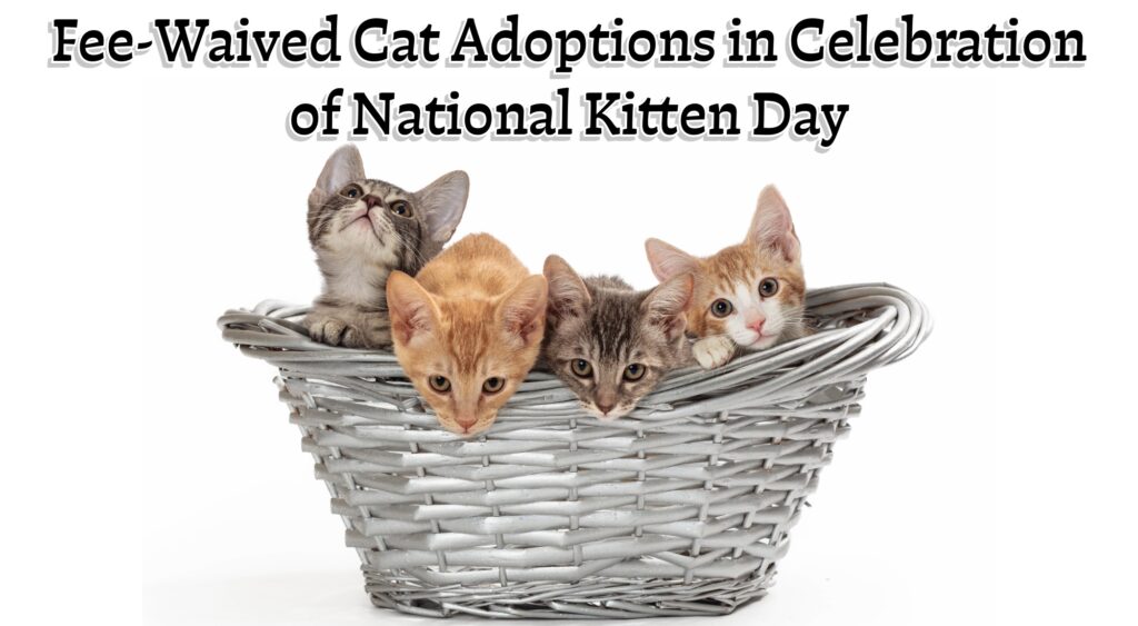 Fee-Waived Cat Adoptions in Celebration of National Kitten Day