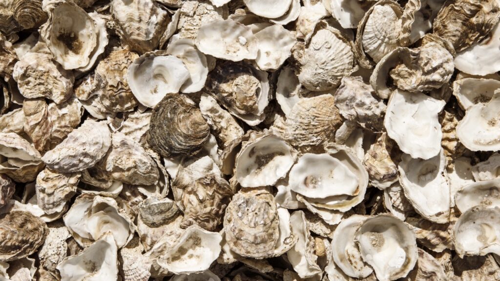Florida's Half-Million Tons of Oyster Shells Helped Bring the Gulf Back to Life