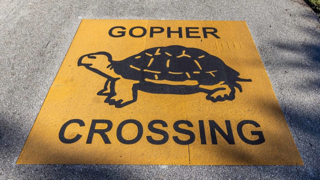 Marco Island's Gopher Tortoises Under Global Spotlight as Species Declared Critically Endangered