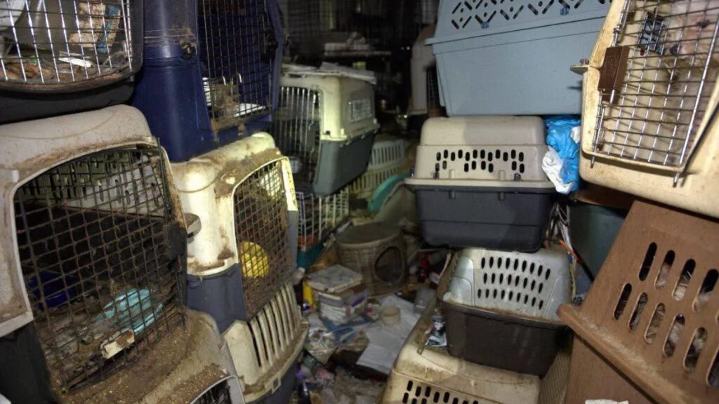 Nearly 100 Cats And Dogs Rescued From Florida Hoarding Home As Postal Worker Faces Charges