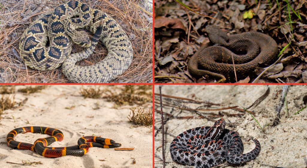 Person Hospitalized After Reported Snakebite in Big Cypress National Preserve