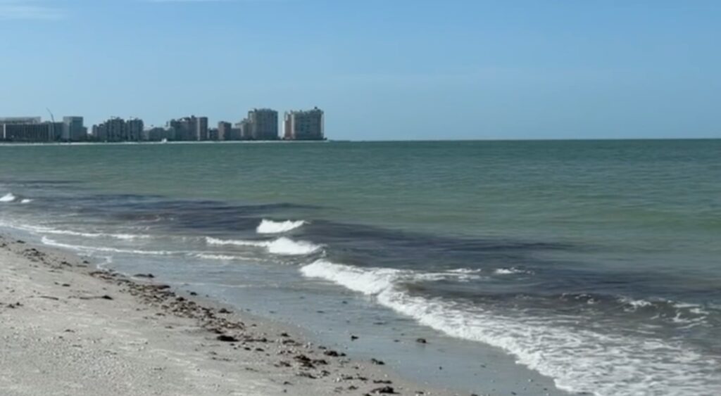 Sargassum Arrives on Marco Island Beaches: Seaweed Washes Ashore Near Tigertail Beach