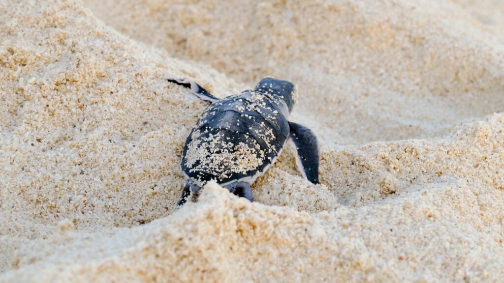Sea Turtles Face New Test on Collier Beaches as Sargassum, Storms Threaten Strong 2026 Season