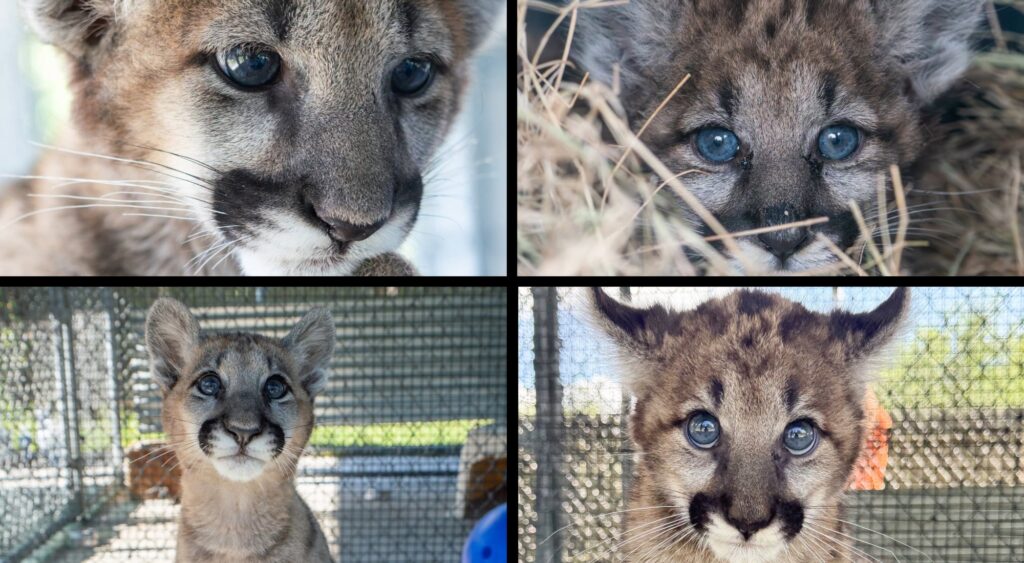 Tiny Rescued Panther Cub Becomes Naples' Newest Local Celebrity