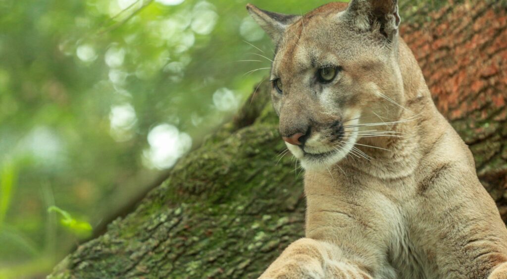 Two Female Panthers Die in Seven Days. For Florida's Rarest Big Cat, That's More Than a Statistic